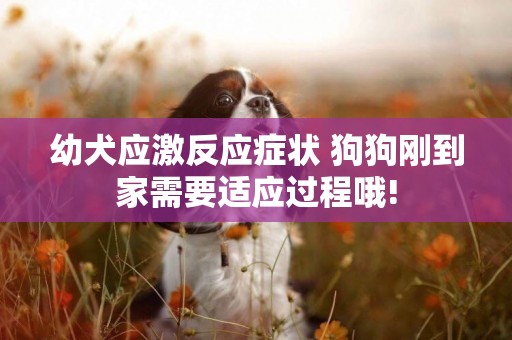 幼犬應激反應癥狀 狗狗剛到家需要適應過程哦!