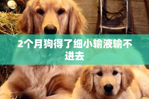 2個月狗得了細小輸液輸不進去