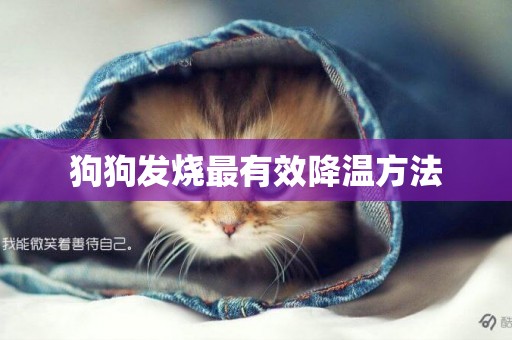 狗狗發燒最有效降溫方法