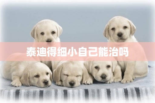 泰迪得細小自己能治嗎
