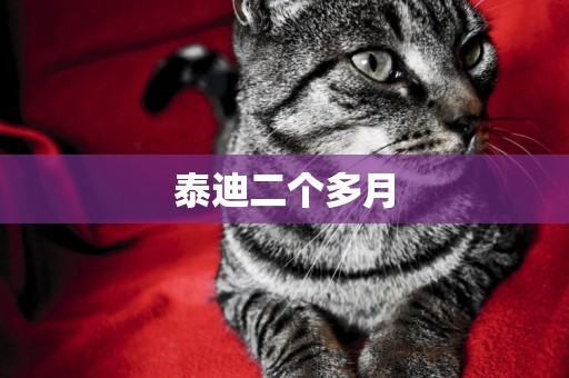 泰迪二個多月