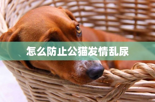 怎么防止公貓發情亂尿