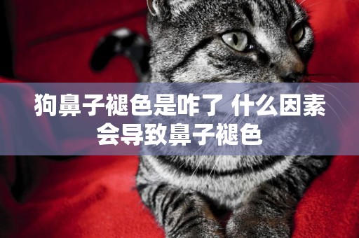 狗鼻子褪色是咋了 什么因素會導致鼻子褪色