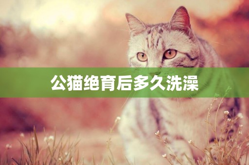 公貓絕育后多久洗澡