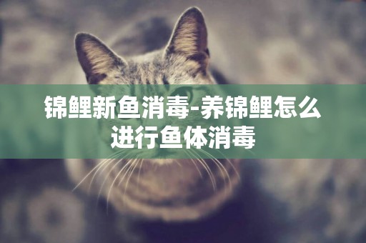 錦鯉新魚消毒-養錦鯉怎么進行魚體消毒