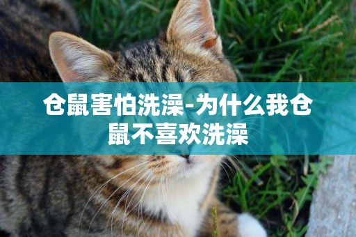 倉鼠害怕洗澡-為什么我倉鼠不喜歡洗澡