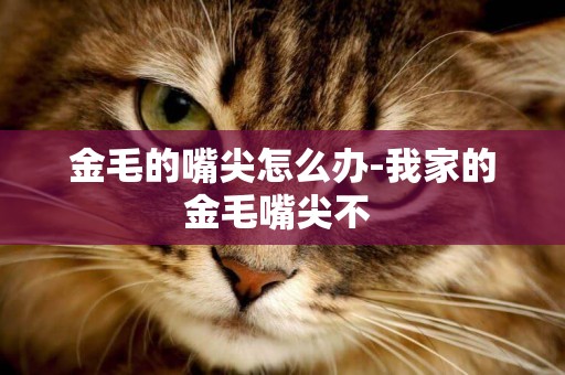 金毛的嘴尖怎么辦-我家的金毛嘴尖不 