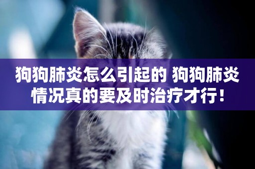 狗狗肺炎怎么引起的 狗狗肺炎情況真的要及時治療才行！