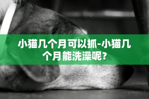 小貓幾個月可以抓-小貓幾個月能洗澡呢？