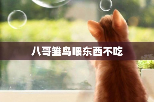 八哥雛鳥喂東西不吃