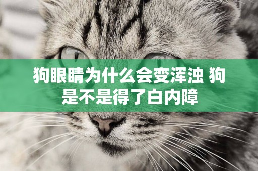 狗眼睛為什么會變渾濁 狗是不是得了白內障