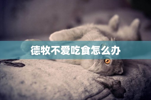 德牧不愛吃食怎么辦