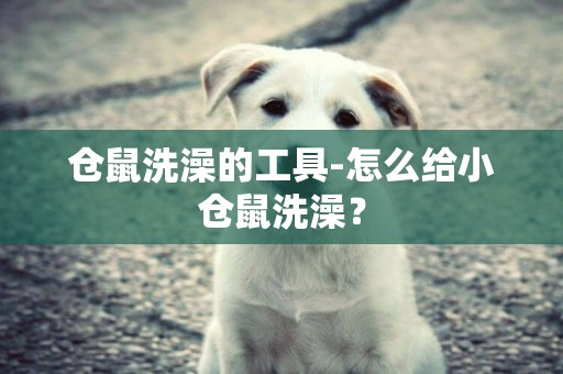 倉鼠洗澡的工具-怎么給小倉鼠洗澡？