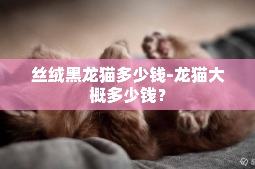 絲絨黑龍貓多少錢-龍貓大概多少錢？