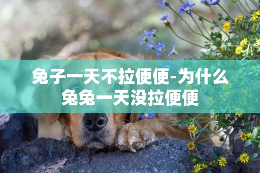 兔子一天不拉便便-為什么兔兔一天沒拉便便
