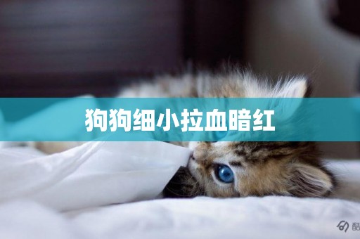 狗狗細小拉血暗紅