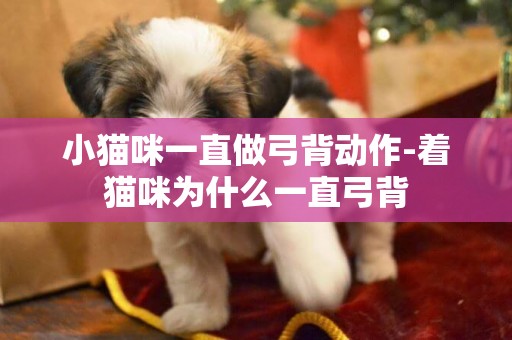 小貓咪一直做弓背動作-著貓咪為什么一直弓背