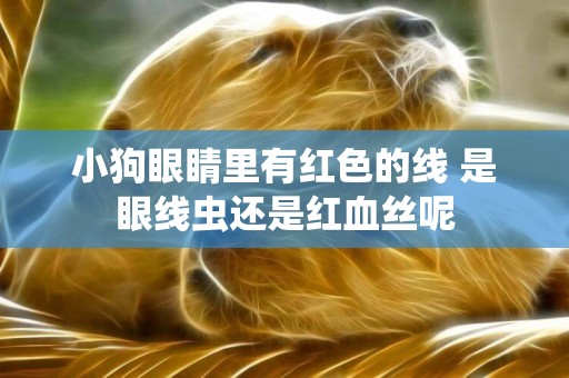 小狗眼睛里有紅色的線 是眼線蟲還是紅血絲呢