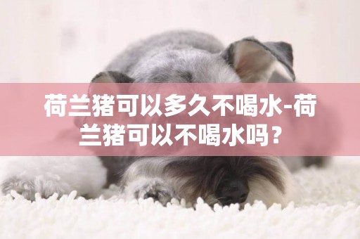 荷蘭豬可以多久不喝水-荷蘭豬可以不喝水嗎？