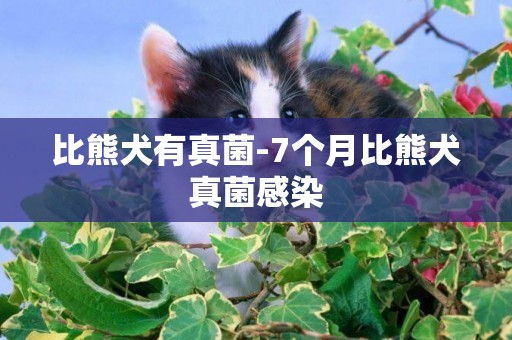 比熊犬有真菌-7個月比熊犬真菌感染