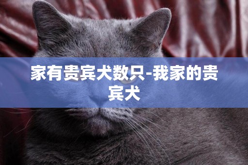 家有貴賓犬數只-我家的貴賓犬