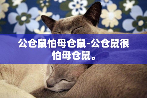 公倉鼠怕母倉鼠-公倉鼠很怕母倉鼠。