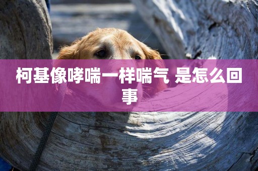 柯基像哮喘一樣喘氣 是怎么回事 柯基像哮喘一樣喘氣 是怎么回事