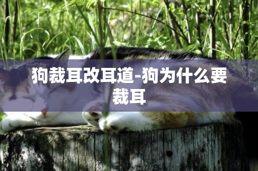 狗裁耳改耳道-狗為什么要裁耳