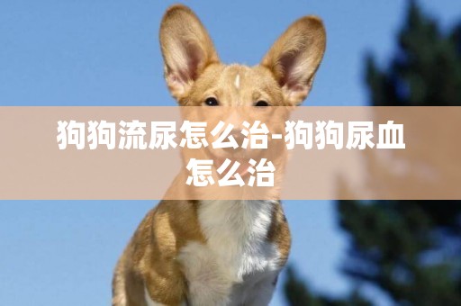 狗狗流尿怎么治-狗狗尿血怎么治