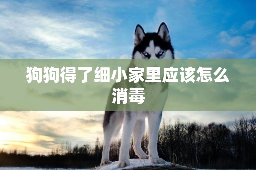 狗狗得了細小家里應該怎么消毒
