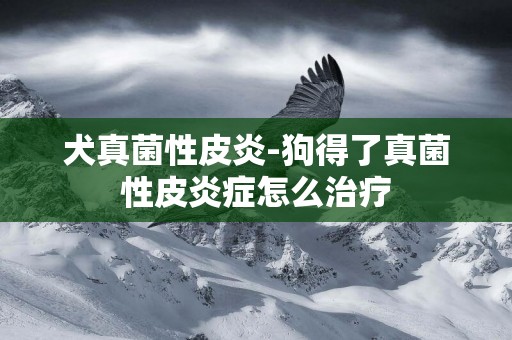 犬真菌性皮炎-狗得了真菌性皮炎癥怎么治療