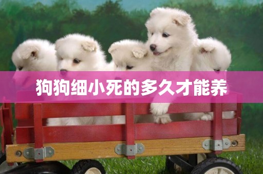 狗狗細小死的多久才能養
