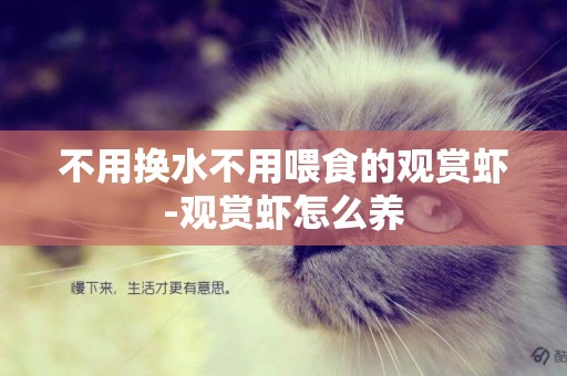 不用換水不用喂食的觀賞蝦-觀賞蝦怎么養