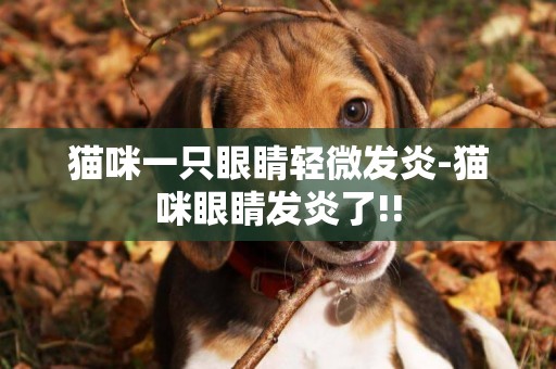 貓咪一只眼睛輕微發炎-貓咪眼睛發炎了!!