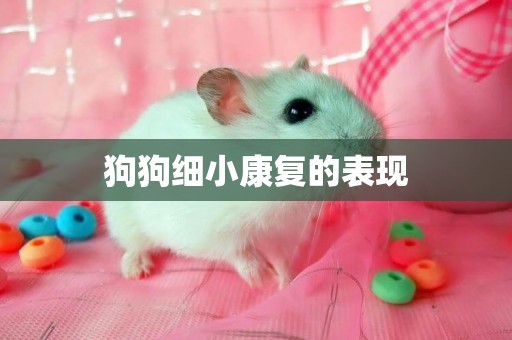 狗狗細小康復的表現