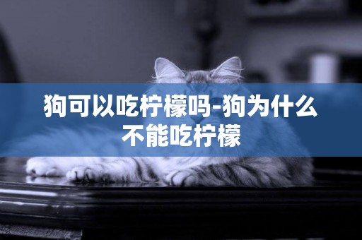 狗可以吃檸檬嗎-狗為什么不能吃檸檬