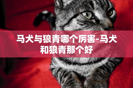 馬犬與狼青哪個厲害-馬犬和狼青那個好