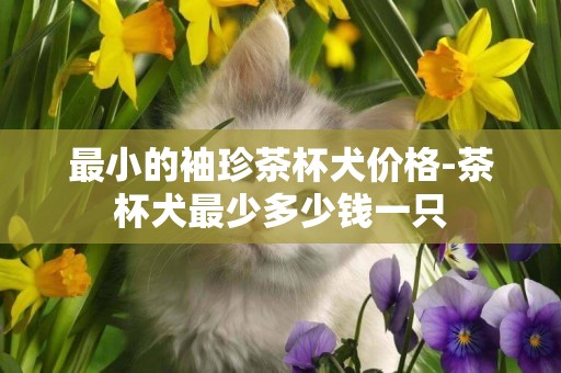 最小的袖珍茶杯犬價格-茶杯犬最少多少錢一只