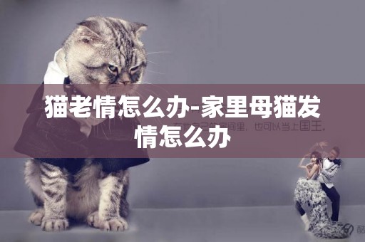 貓老情怎么辦-家里母貓發情怎么辦