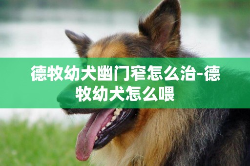 德牧幼犬幽門窄怎么治-德牧幼犬怎么喂