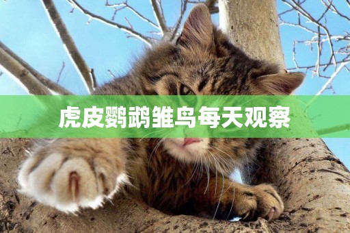 虎皮鸚鵡雛鳥每天觀察