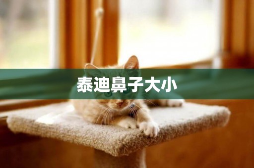 泰迪鼻子大小