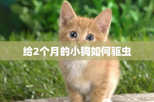給2個月的小狗如何驅蟲