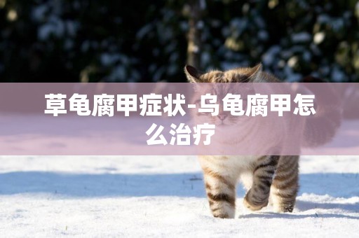 草龜腐甲癥狀-烏龜腐甲怎么治療