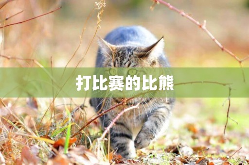 打比賽的比熊