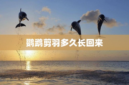 鸚鵡剪羽多久長回來