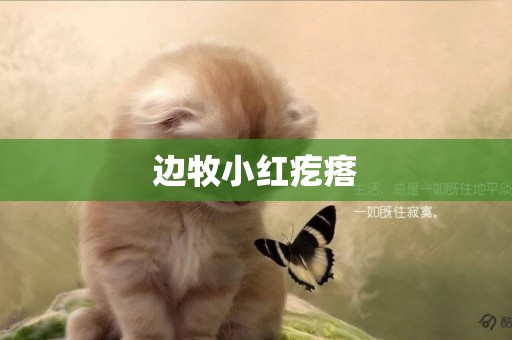 邊牧小紅疙瘩