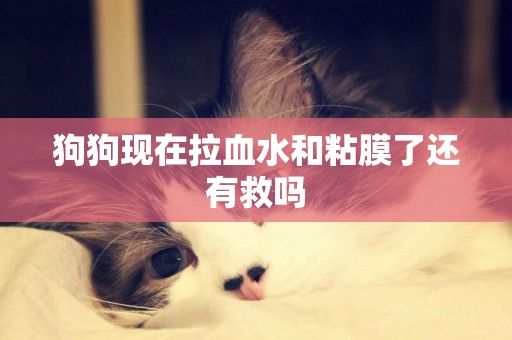狗狗現在拉血水和粘膜了還有救嗎