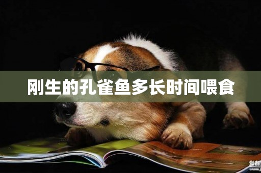 剛生的孔雀魚多長時間喂食