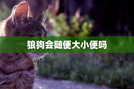 狼狗會隨便大小便嗎